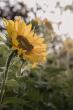 Weather & Traffic: Sunday 5 July: Sunny streak continues