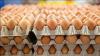 Jordan exports 211 million eggs in 6 months