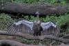 White-rumped vulture reappears at Cambodia sanctuary 10 years after poisonings decimated population