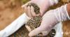 UK Farming Roadmap Calls On Farmers To Swap Animals For Lentils
