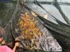 Invasive ornamental fish threatens Laguna lake's ecosystem — study