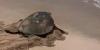 Oman Turtle Reserve records 56 rescued turtles, monitors over 12,000 nesting traces in H1