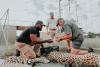Funding the fast: Massive 5-year boost for African cheetah conservation