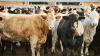 Putin’s forces deliberately ‘mining’ Ukraine with rotting anthrax-infected cattle carcasses sparking bioweapon fears