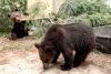 New grizzly cubs at Cheyenne Mountain Zoo in Colorado Springs a reminder of human-wildlife responsibility