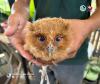 Citizen action: Juvenile Philippine scops owl turned over to DENR 
