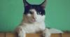 Researchers Think Cats Could Help Our Brains Age Better