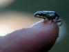Common frog under pressure in low-lying areas of Switzerland