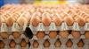 Jordan Exports 211 Million Table and Hatching Eggs in 6 Months