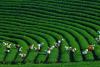 Green Climate Fund to finance $50 million for Mekong Earth Regeneration Fund