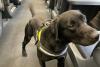 British Transport Police dog Otto to put paws up and retire after seven years of service