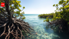 Mangroves quietly remove $8.7 billion worth of nitrogen pollution every year, study finds