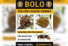 Georgia Agriculture Commissioner Tyler Harper calls on public to report yellow-legged hornet secondary nests