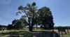 Canada’s oldest sugar maple tree is in this tiny Ontario town and it dates back over 4 centuries