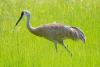 Ohio releases 2026 sandhill crane count results