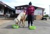 Sunderland’s psychic pony predicts the outcome of England's World Cup game against Mexico