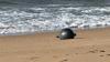 Australia probes mystery space balls that washed up on beach