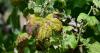 Heatwaves are ruining French vineyards – while English wine enjoys a golden age