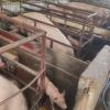 PIG FARMERS SQUEAL - Hurricane fallout leaves market-ready animals stuck on farms