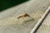 Saskatchewan mosquitoes are booming past average, and researchers warn West Nile still matters