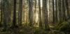Moving forests to save them: Here are the risks and rewards of assisted tree migration