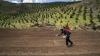 How a fertilizer shortage could affect U.S. food prices