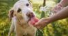 RSPCA issues urgent 'dog lockdown' advice as new UK heatwave set to hit 34C