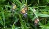 The only tropical butterfly set up in Croatia opens for summer