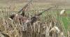 Even the backers of measure to ban hunting, livestock in Oregon think it will fail