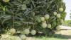 More than 274,000 seedlings of fruit, wild trees distributed