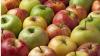 Red or green apples? Science decides which one is more useful