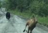 (VIDEO) Maine Couple Uses Pickup Truck to Block Charging Black Bear and Save Terrified Moose Calf From Attack