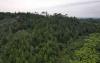How forest restoration is rebuilding rural economies and livelihoods