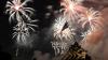 Photos and videos from across the USA as Americans celebrate the nation's 250th birthday