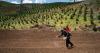 How a fertilizer shortage caused by the Iran war could affect US food prices