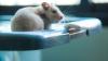Massachusetts researcher got $20.5M to infect rodents with blood-sucking parasites, PETA says