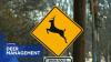 Deer management program in Baltimore parks deemed success | 11 TV Hill