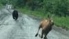 Maine couple spots moose calf being chased by a bear and helps it escape