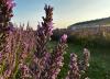 Breakfast & Blooms fundraiser will support Fergus Agricultural Society