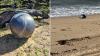 Mysterious Debris On Queensland Beaches May Be ‘Space Balls’: Expert