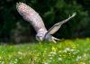 Healthy ecosystems need predators, not just more species