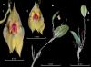 A New Orchid Has Been Discovered in Colombia, Previously Unknown to Science