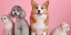 Nebraska Humane Society: Mosquitoes can be deadly for pets