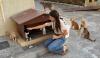 ‘Taking care of animals is part of UAE culture’: Abu Dhabi comes together to keep stray animals safe this summer