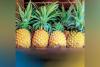 Philippines, US finalizing deal for pineapple exports