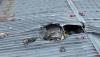 Russian drone hits gas station in Kharkiv, two injured