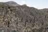 Arizona man caught living illegally in forest for years amid massive trash pile