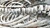 Scientists Found Flesh-Eating Superworms Can Clean Skeletons for Museums