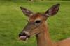 Maine's Tripod, a three-legged deer, poses with 3 fawns in a photo thousands shared