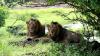 India needs a second home for Asiatic lions